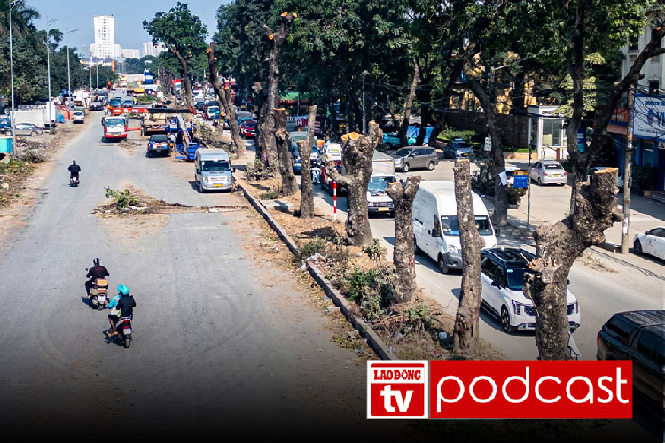 Morning news 9/1: Cutting down and relocating a series of green trees to expand Hanoi's main road
