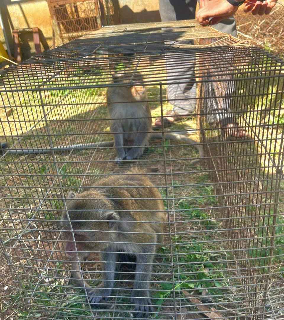 Two long-tailed monkeys were caught by people and handed over to the police. Photo: Police provided