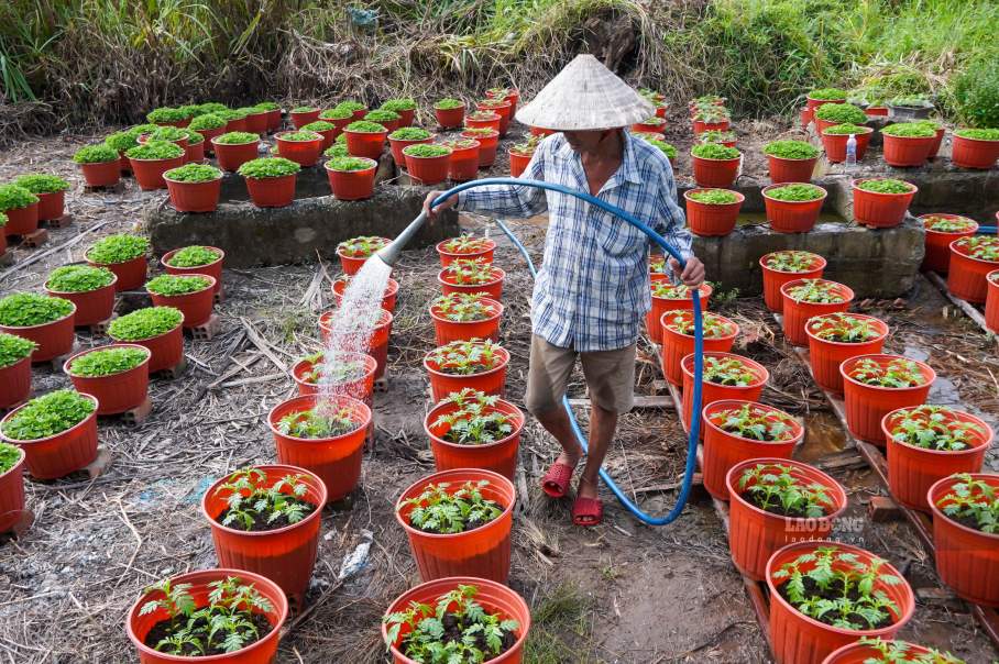Chi con hon mot thang nua la den Tet Binh Ngo 2026, khap cac lang hoa mien Tay, nha vuon dang tat bat cham bon, chong den va chuan bi cho mua hoa Tet – mua lam an lon nhat trong nam.