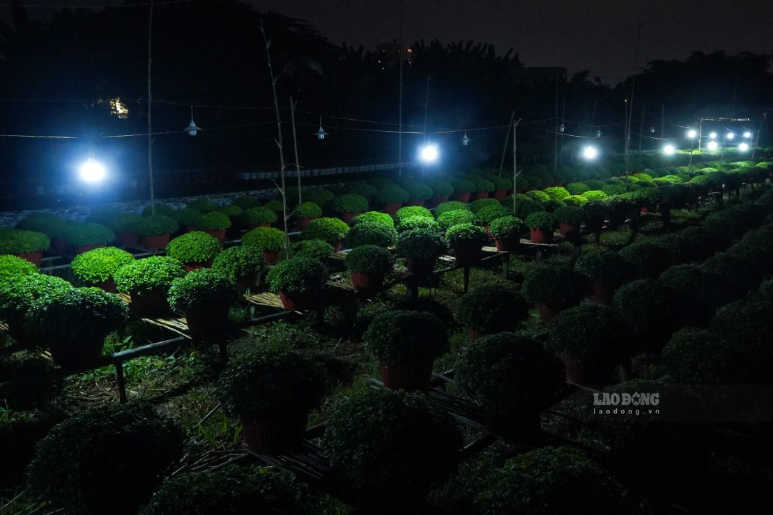 Theo Chi cuc Trong trot va Bao ve thuc vat TP Can Tho, nong dan tren dia ban da xuong giong khoang 650.000 chau hoa kieng phuc vu Tet, chu yeu la cuc, van tho, cat tuong… Cac ho trong hoa da chuan bi tu rat som va ap dung dong bo cac bien phap ky thuat nhu chong den, cham soc va phong tru sau benh de nang cao chat luong san pham.