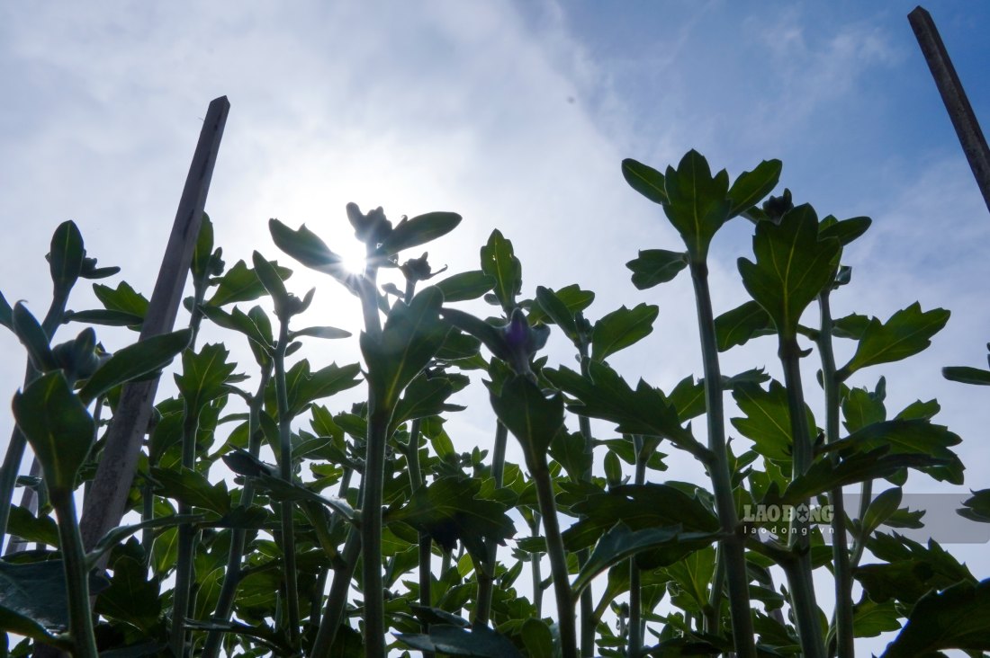 Tu dau thang 11, nong dan da xuong giong cac loai hoa ngan ngay nhu van tho, cuc pico, dong tien, trong khi cuc mam xoi – loai hoa chu luc – duoc gieo trong tu thang 9.