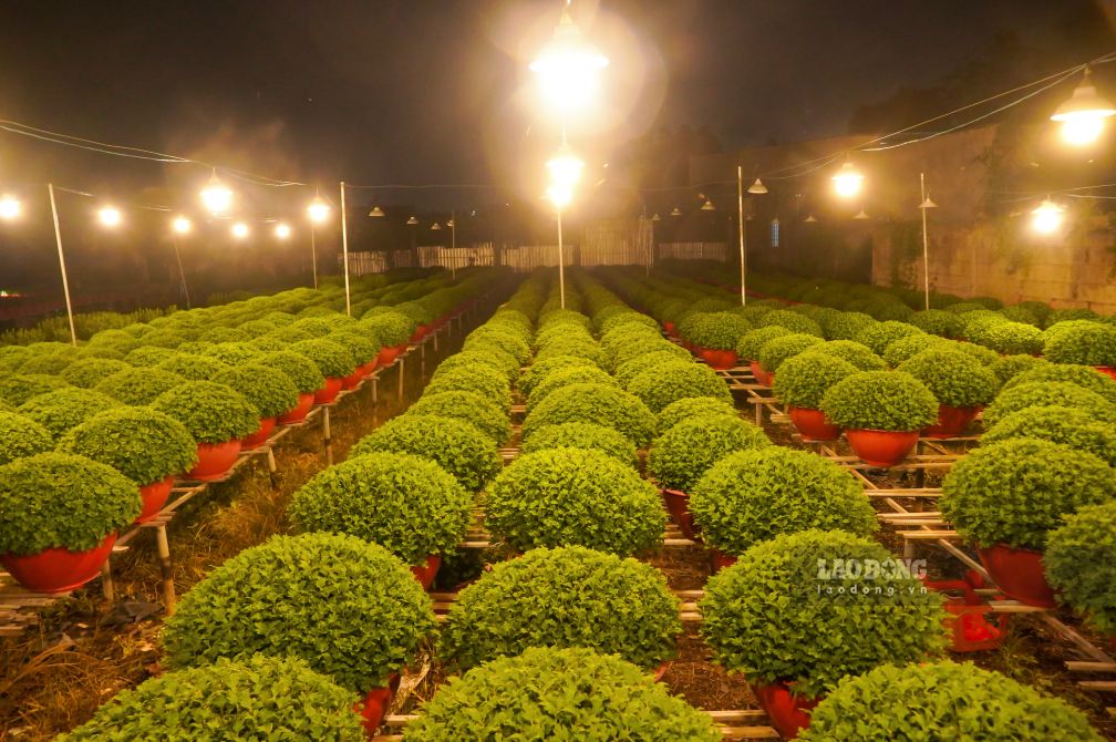 Khi man dem buong xuong, cac vuon cuc sang ruc anh den, tao nen khung canh vua huyen ao vua bao hieu mua hoa Tet dang den gan.