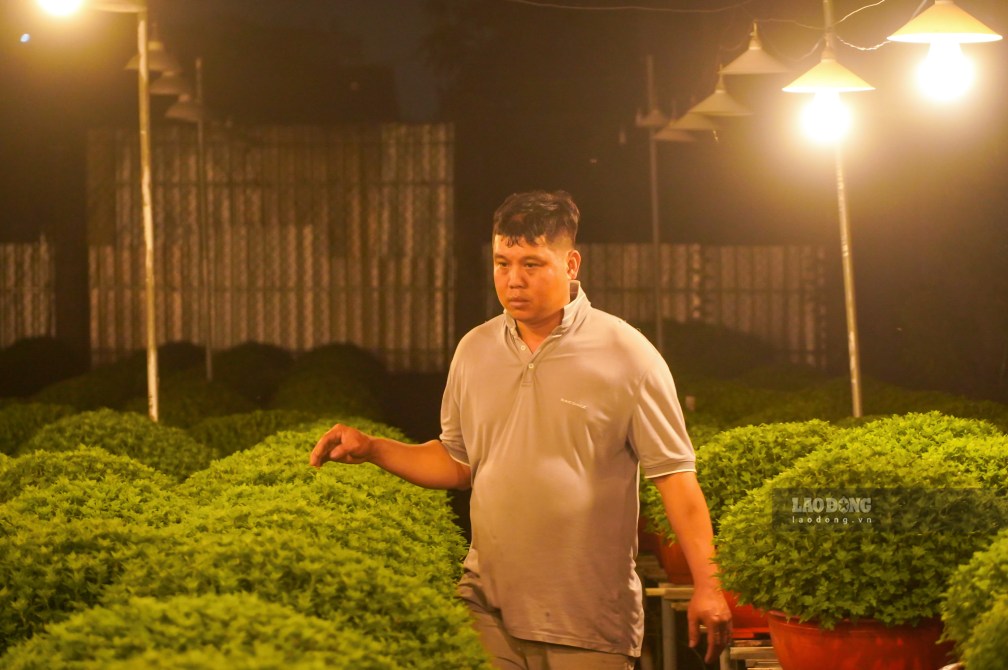 Tai lang hoa Ba Bo (phuong Long Tuyen, TP Can Tho), ong Doan Huu Bon - Giam doc Hop tac xa Hoa kieng Binh An, kiem Pho Chu nhiem lang hoa cho biet, gia dinh ong nam nay xuong giong hon 800 chau hoa, trong do khoang 450 chau cuc mam xoi nhieu mau de phuc vu thi truong Tet (trong anh la anh Quang, con trai ong Bon).