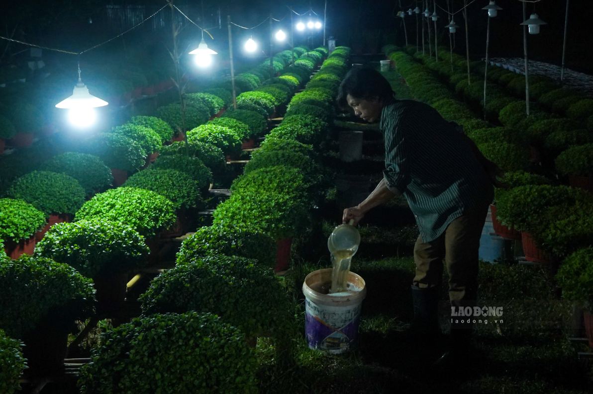 Ong To Hong Em, nguoi gan bo hon 8 nam voi nghe trong hoa Tet cho hay, gia dinh chuan bi hon 1.000 chau hoa, trong do hon 400 chau cuc nhieu mau nhu do hong, do tuoi, nau do, vang…