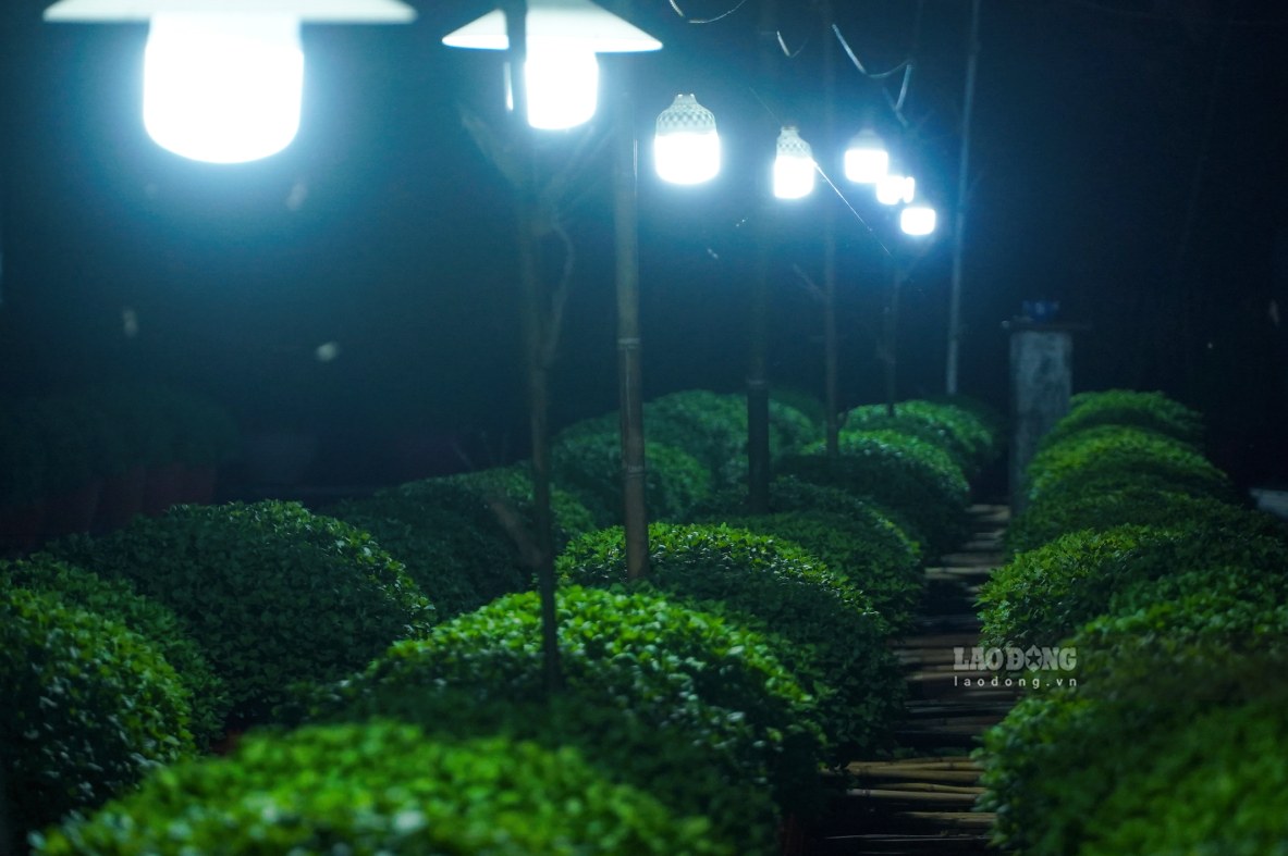 Viec thap sang ban dem giup keo dai thoi gian sinh truong, han che phan hoa mam hoa som, giup hoa no dong deu, bong to va mau sac dep.