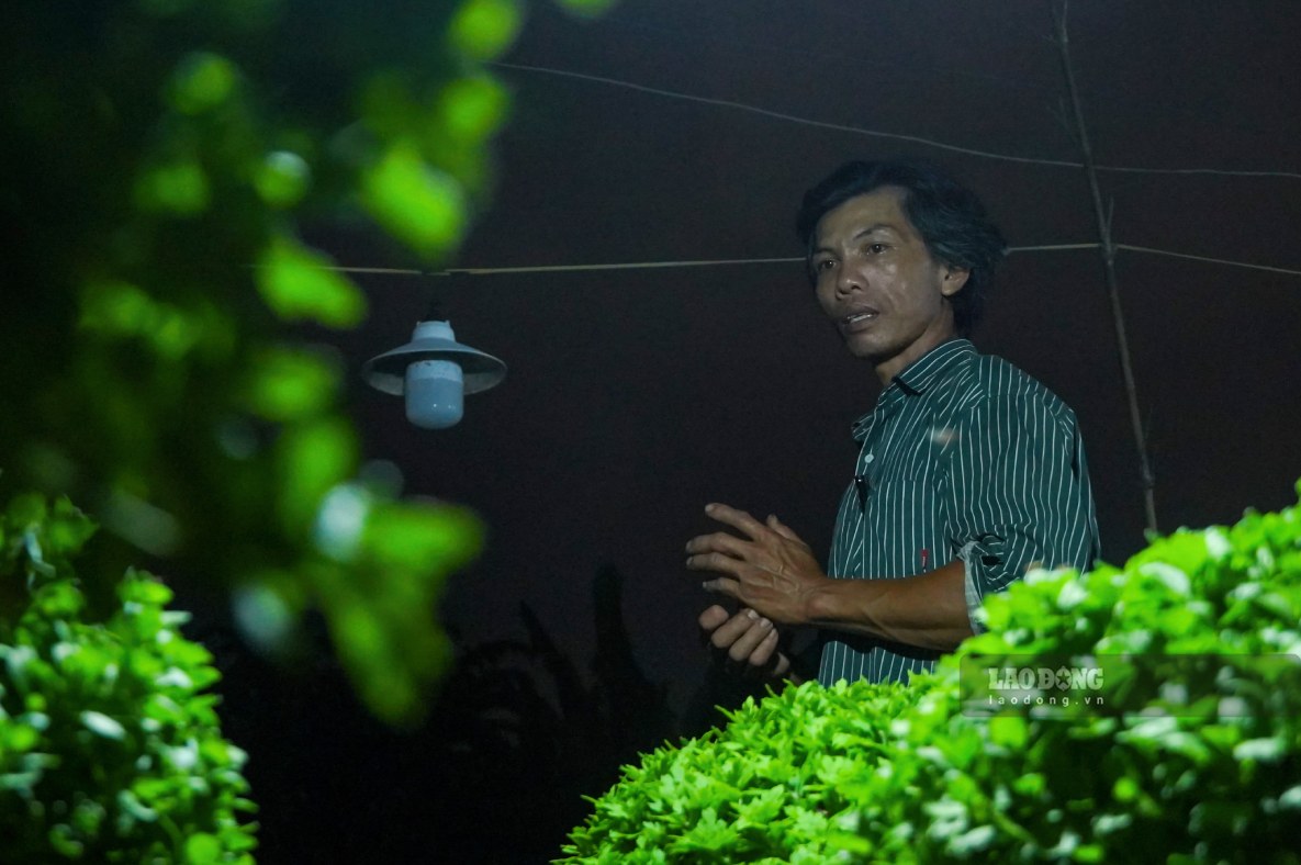 “Chong den la khau rat quan trong. Neu lam khong deu tay, hoa se ra nu som hoac no khong dung Tet,” ong Em noi.