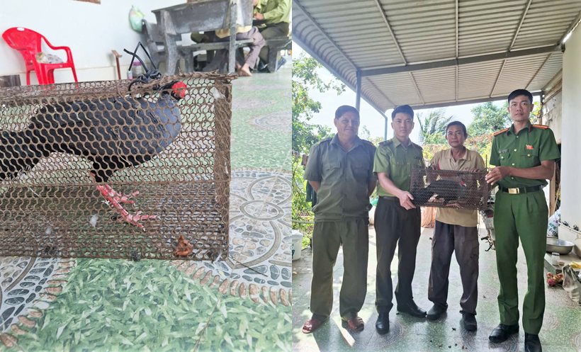 Mot ca the ga loi quy hiem duoc nguoi dan tu giac giao nop de co quan chuc nang tai tha ve tu nhien. Anh: Cong an cung cap 