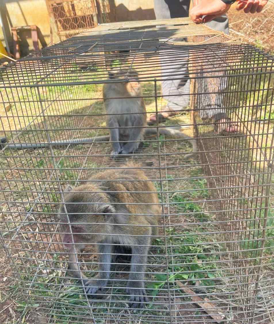 Hai ca the khi duoi dai duoc nguoi dan Lam Dong giao nop co quan chuc nang: Anh: Cong an cung cap 