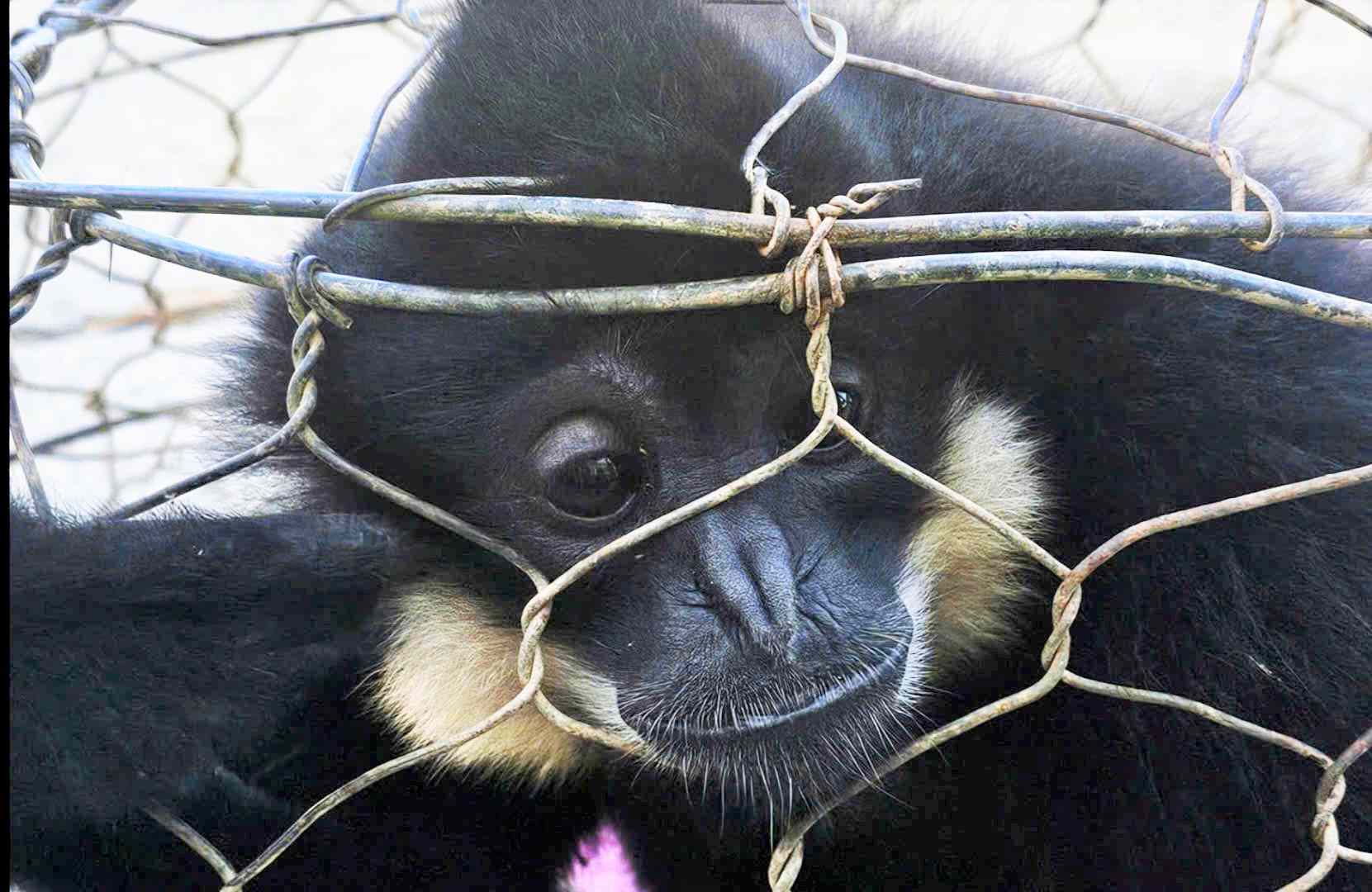 Mot ca the vuon den ma trang quy hiem duoc nguoi dan giao nop co quan chuc nang: Anh: Phuc Khanh