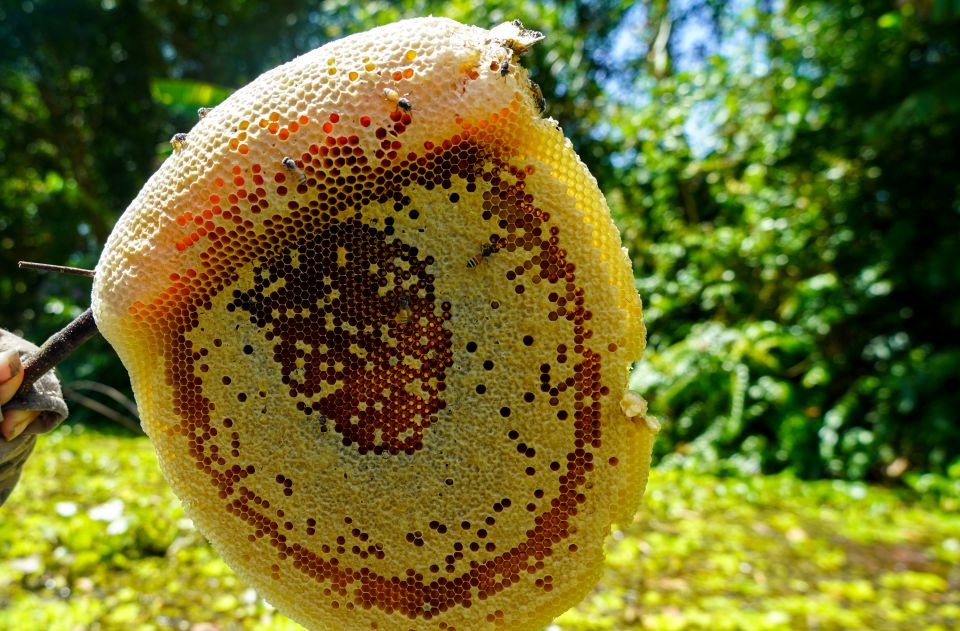 Mat ong ruoi rung tram co mau vang nhat, vi ngot thanh, duoc nhieu nguoi tieu dung ua chuong. Anh: Phuong Anh