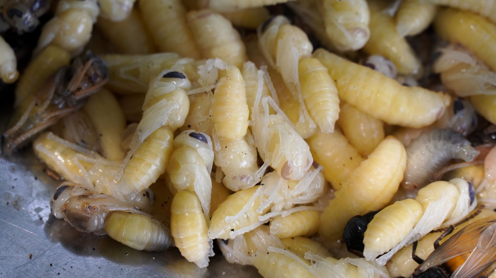 Nhong ong Vo ve. Anh: Phuong Anh