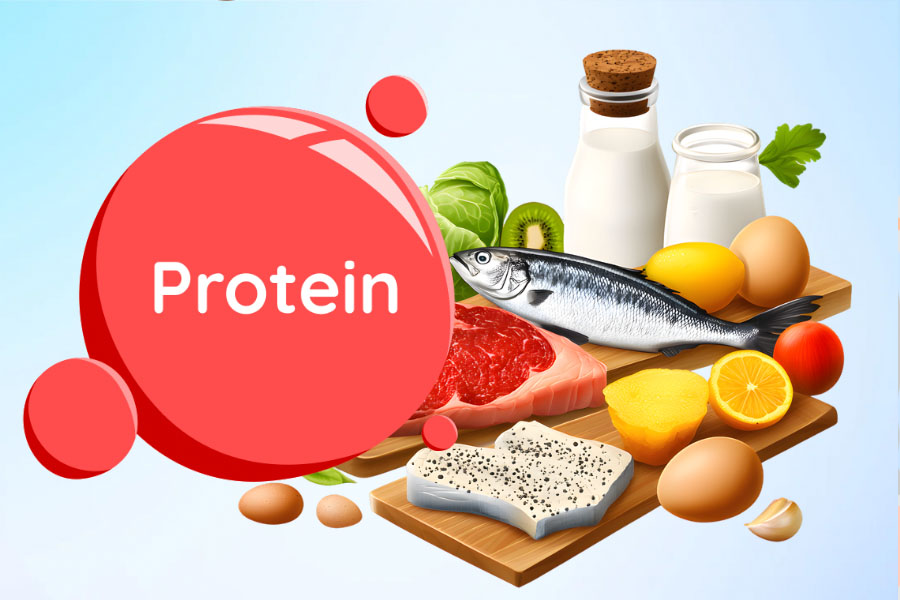 Providing enough protein plays an important role in maintaining lean muscles, boosting immunity and maintaining stable energy levels. Graphics: Thien Nhan