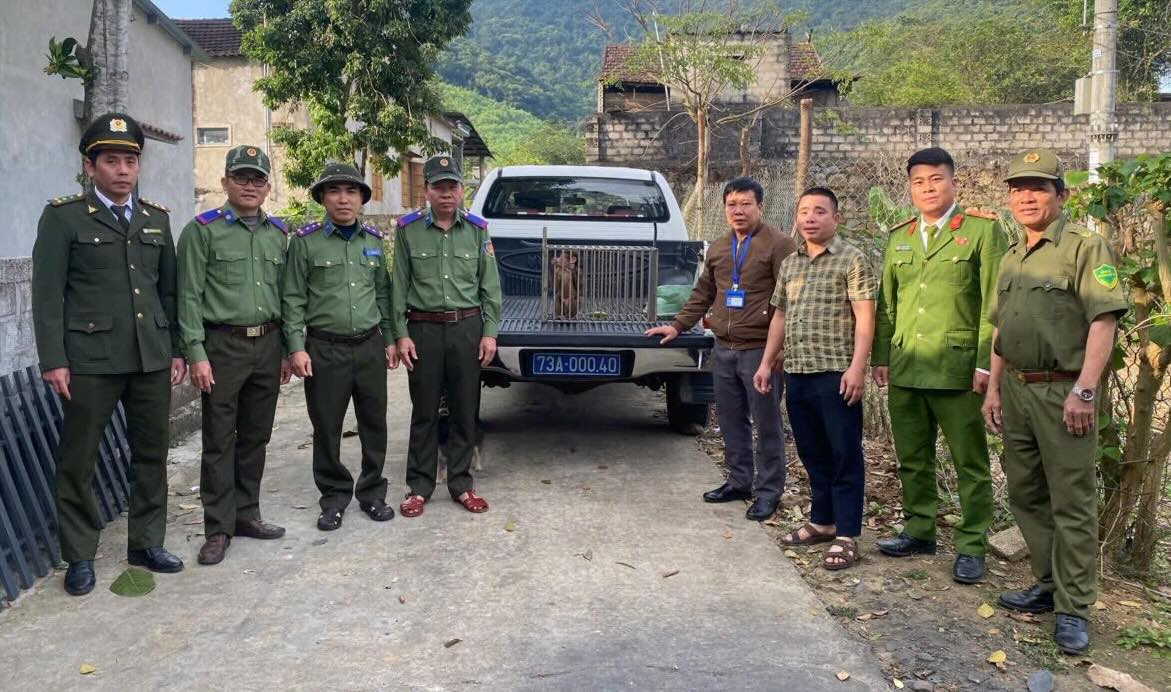 Rare red-faced monkey handed over to functional agencies. Photo: Phong Nha Commune Police