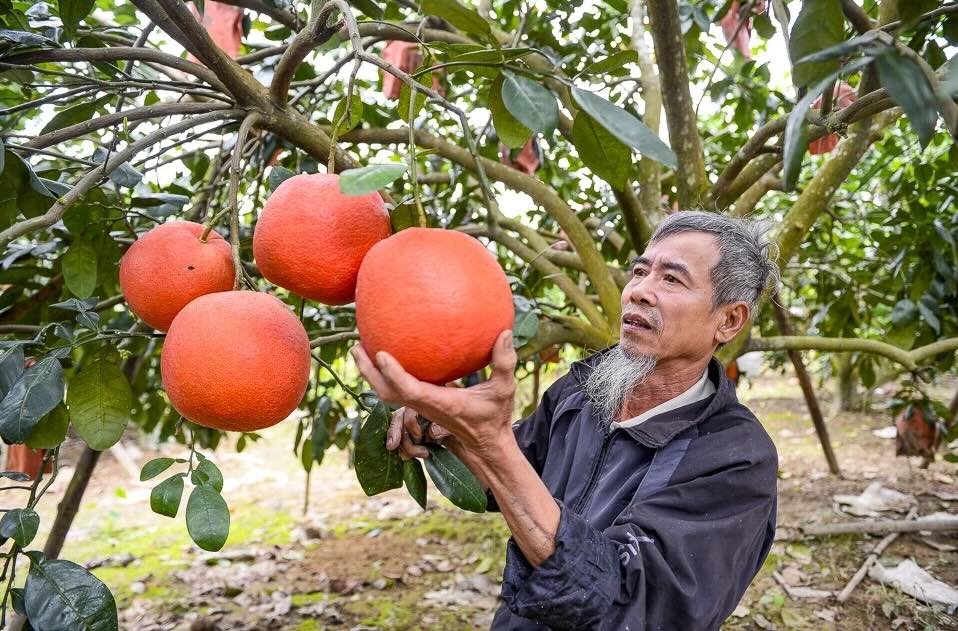 Red pomelos are entering the harvest season, traders order but there is not enough goods. Photo: Quach Du