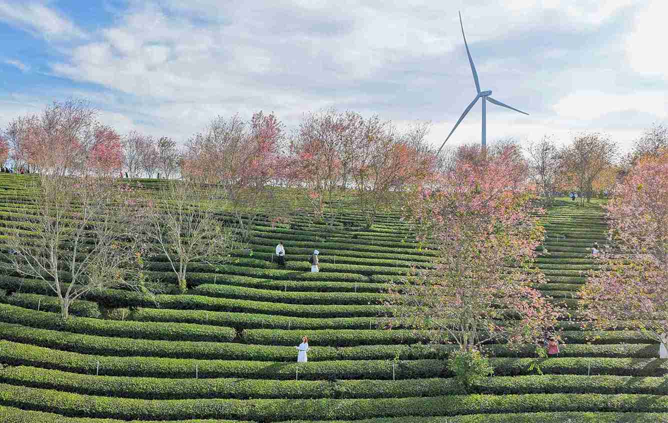 Nhung ngay qua, hang ngan nguoi dan, du khach da tim den Doi che Cau Dat (Da Lat) tham quan, trai nghiem hoa Mai anh dao dang no ro. Anh: Phuc Khanh