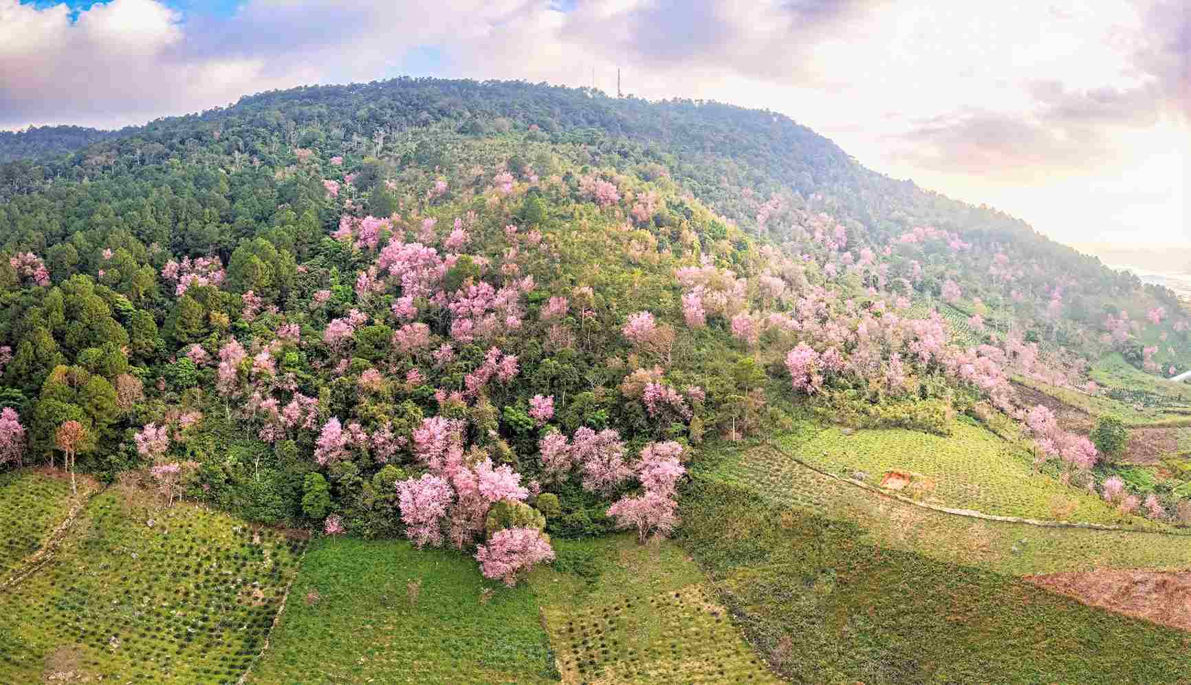 Mai anh dao dang no ro tai Doi che Cau Dat (phuong Xuan Truong - Da Lat). Anh: Phuc Khanh