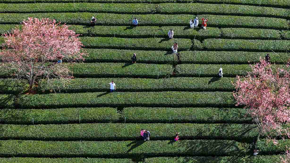 カウダット茶畑は、マイ・アン・ダオ・フェスティバル - 2026年春のダラットを訪れる人々や観光客が選ぶ有名な場所の1つです。写真:フック・カイン