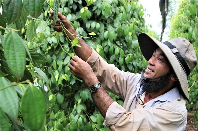 Pepper price today 9.1: Increase and decrease intertwined. Photo: Thanh Tuan