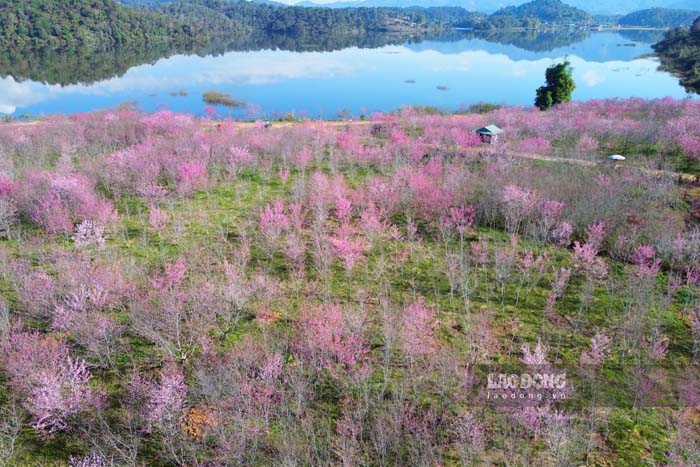 Cherry blossoms bloom profusely in the heart of Pa Khoang lake, Muong Phang commune, Dien Bien province. Photo: Quang Dat