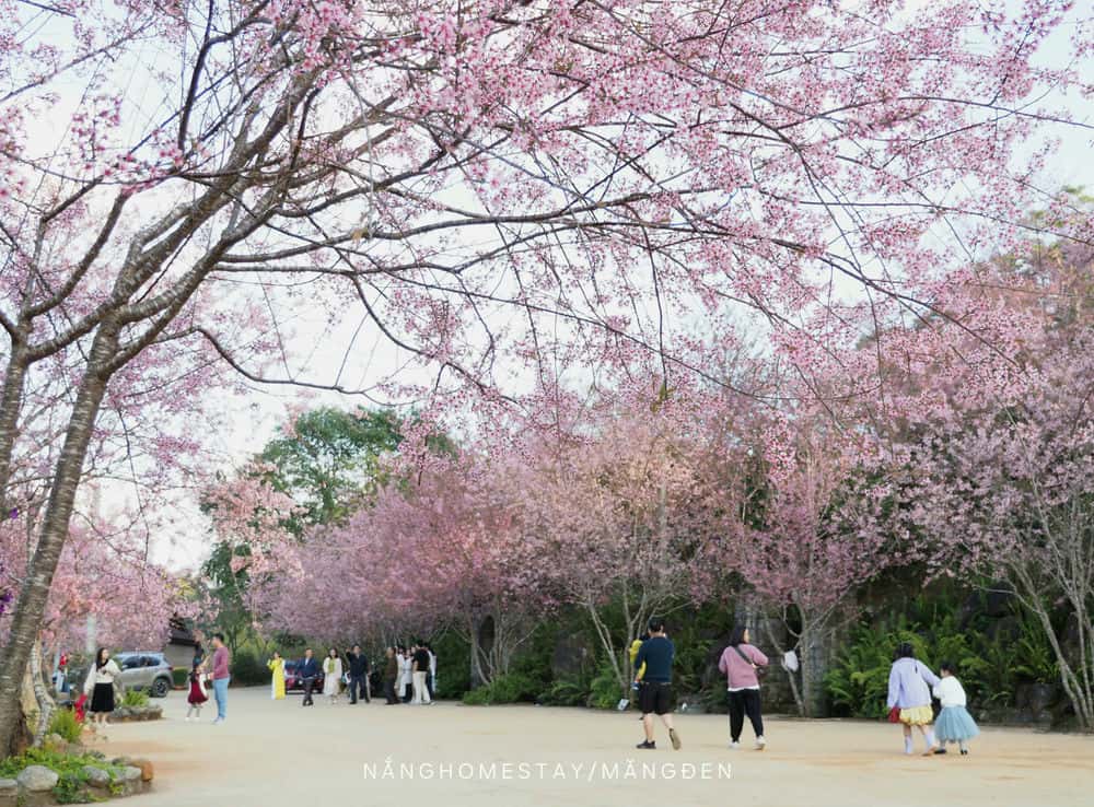 Cherry blossoms in Mang Den. Photo: Thanh Tuan