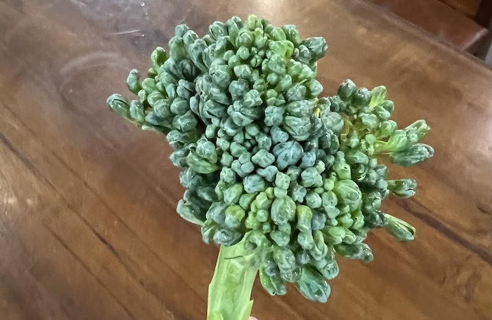 The vegetable that is in season can effectively support muscle growth. Photo: Kieu Vu