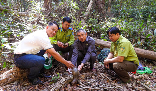Java pangolins are re-released to the forest by functional agencies. Photo: Kon Ka Kinh National Park