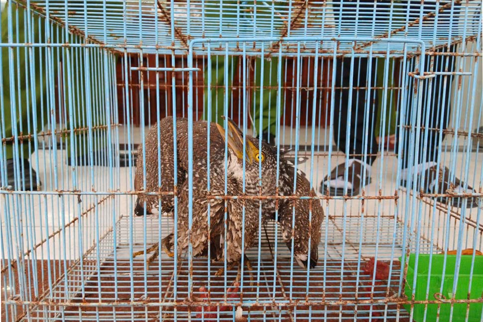 Species of rare forest plank listed in the Vietnam Red Book handed over by people. Photo: Police