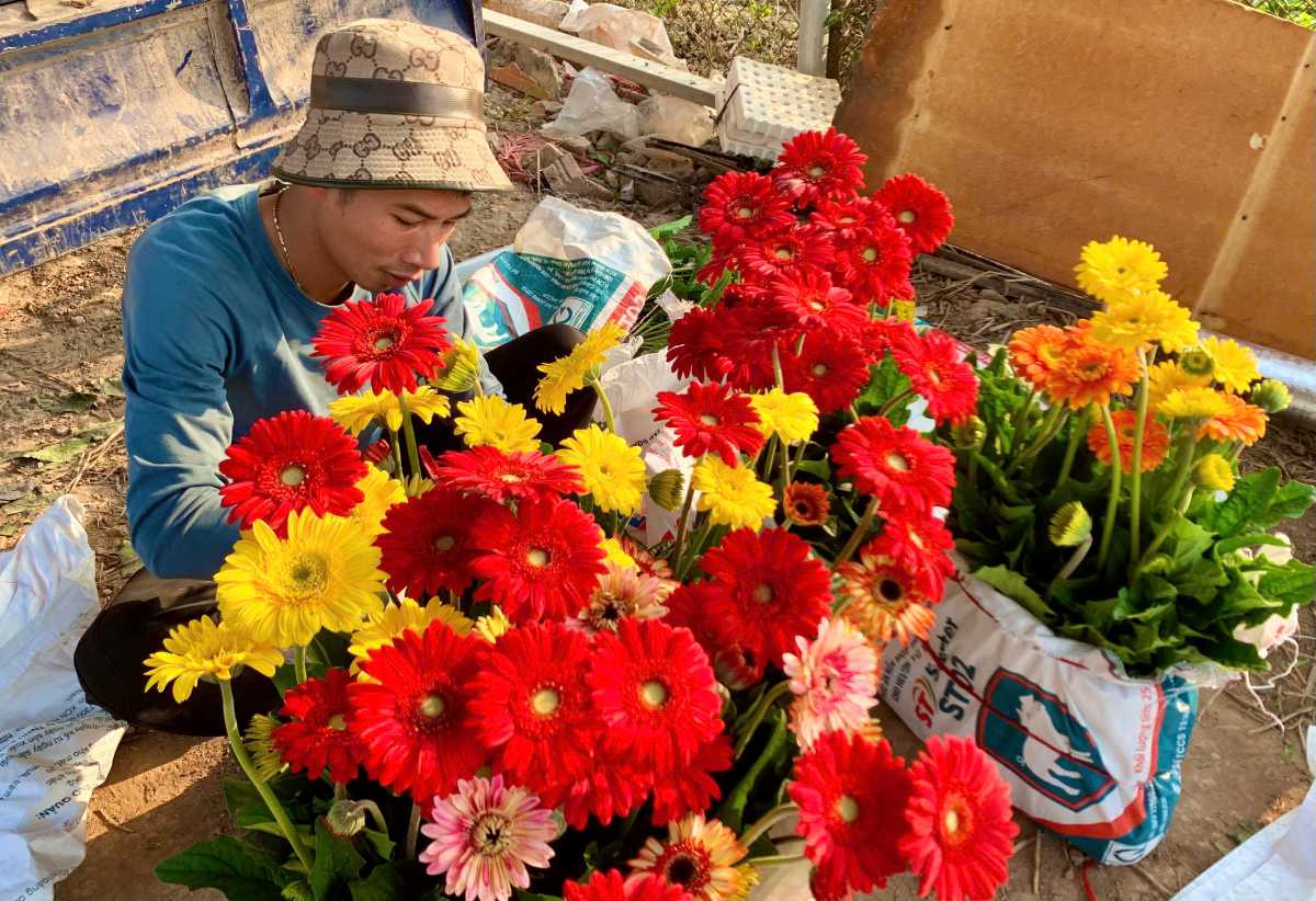 Money flowers in Hong Viet flower and ornamental plant village, Tien Hung commune, Hung Yen province in the Tet season. Photo: Luong Ha
