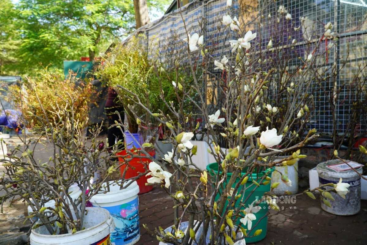 Moc lan duoc chia thanh tung bo, nguoi mua co nhieu su lua chon. Anh: Thanh Binh 