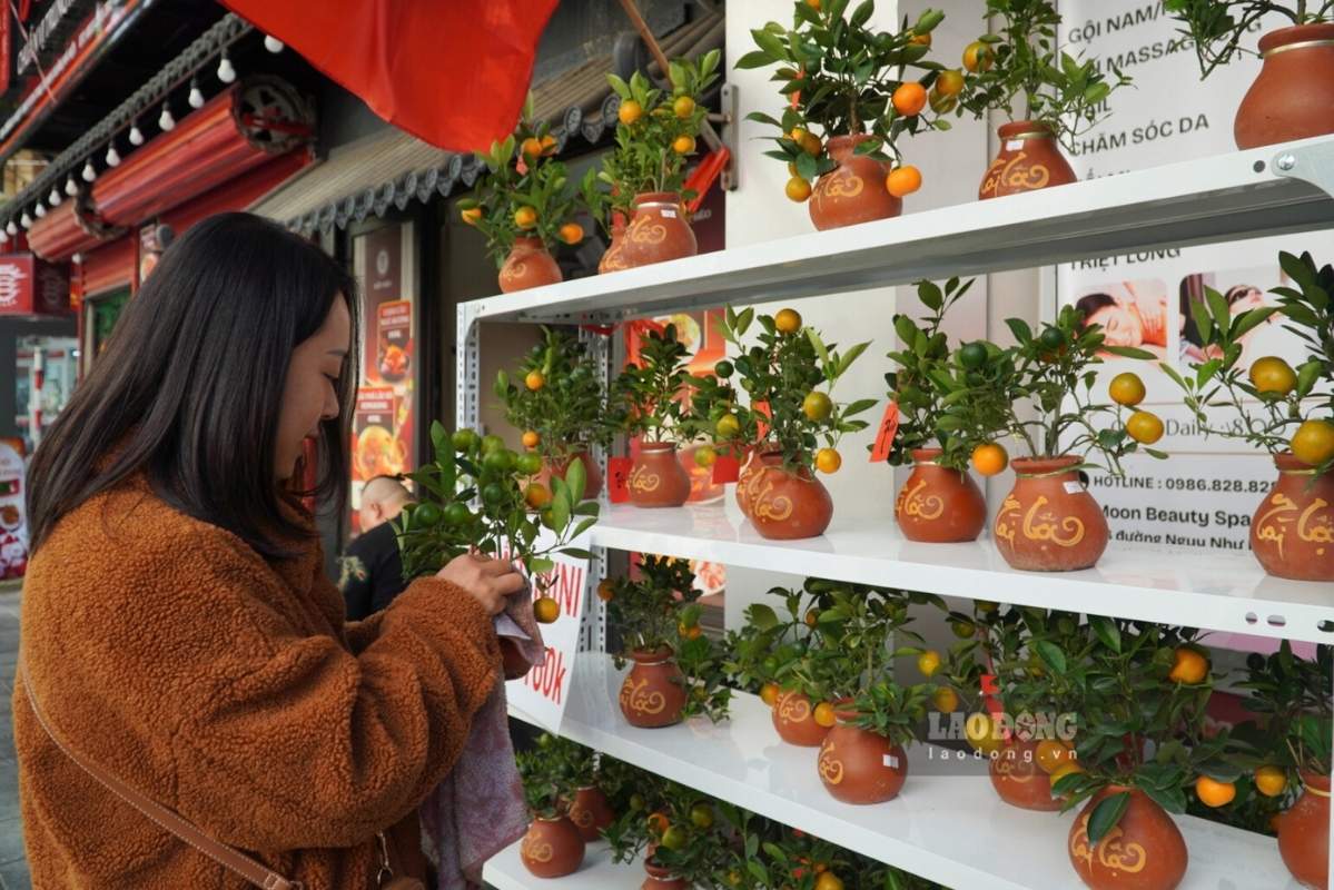 Cay quat mini duoc nhieu nguoi ngam nghia vi su to mo. Anh: Thanh Binh 