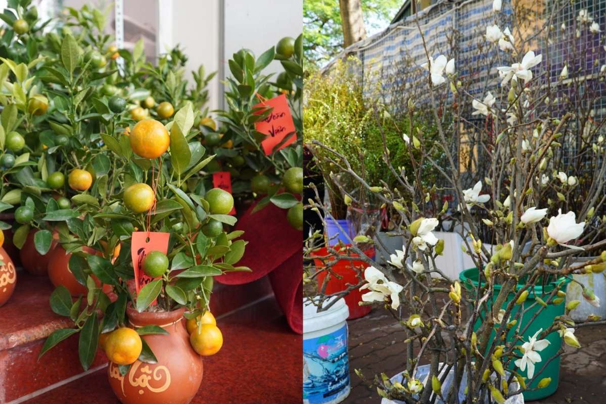 Mini kumquats and magnolias spread on the streets early, but people still mainly admire them. Photo: Thanh Binh