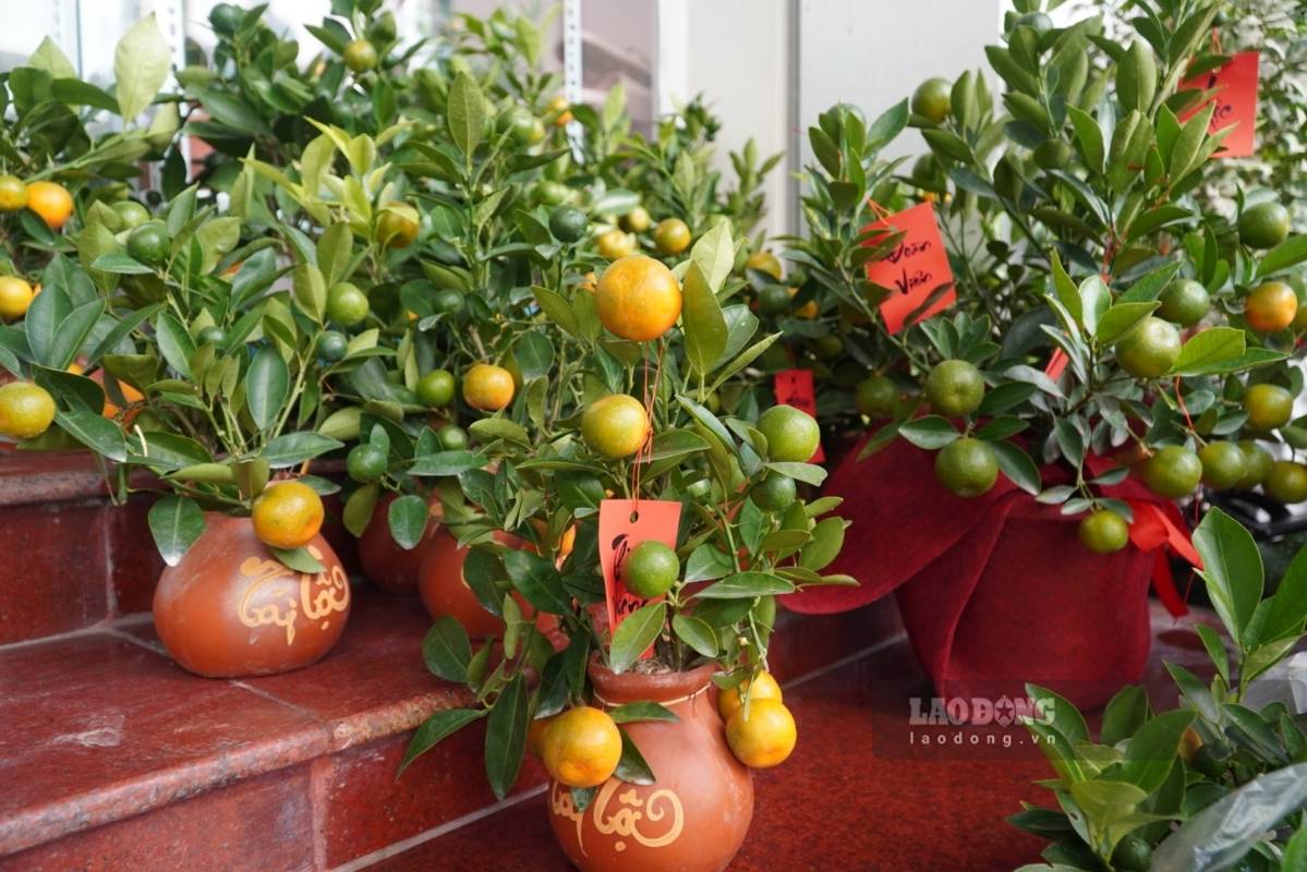 Dong quat mini co gia tu 120.000-160.000 dong/cay. Anh: Thanh Binh 