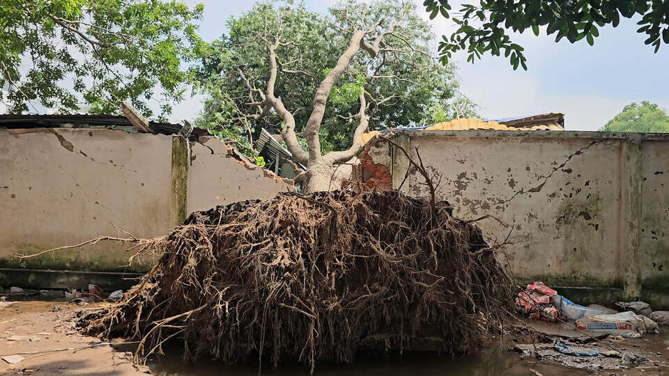 Flamboyant tree uprooted, crushing a man in Ho Chi Minh City to death