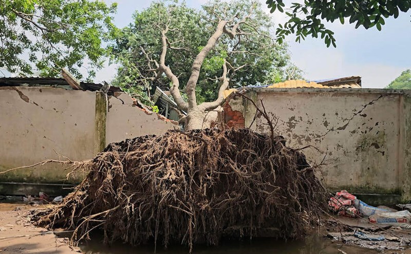 1787729 Flamboyant tree uprooted, crushing a man in Ho Chi Minh City to death