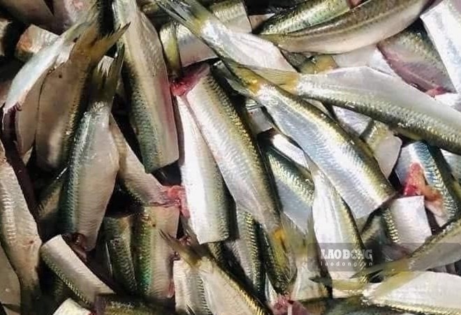 Fish rich in omega-3, good for bones and joints