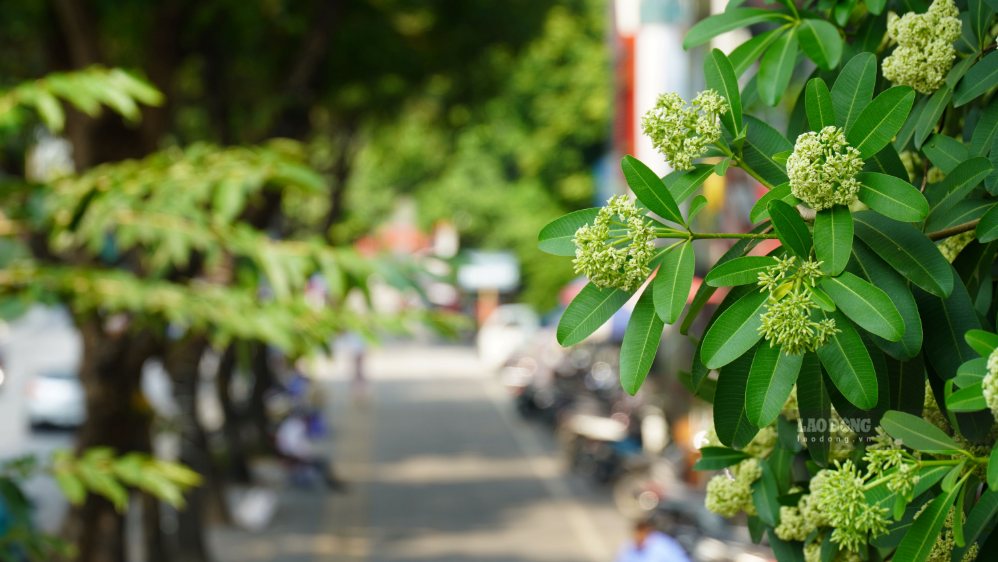 Hoa sữa được coi là loài hoa được trồng với công dụng làm cây xanh đô thị, nhờ và khả năng sinh trưởng, tán lá cây tạo bóng mát, mùi hương thơm thoang thoảng.