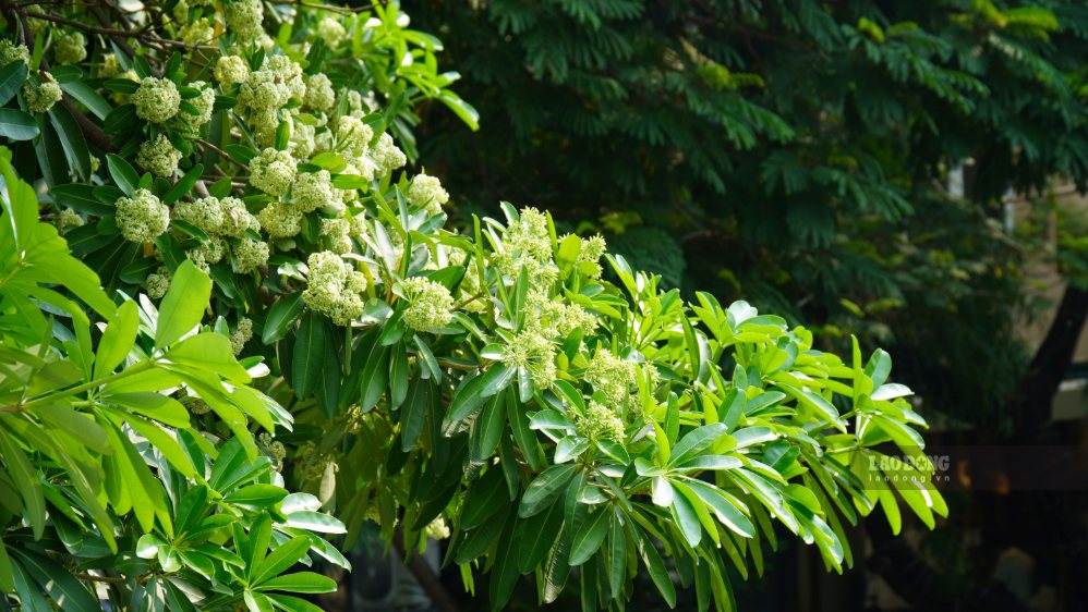 Bên cạnh những người yêu thích vẻ đẹp và hương thơm đặc trưng của hoa sữa, không ít người dân sống gần các hàng cây lại cảm thấy phiền toái khi hoa nở rộ. Mùi hương nồng đậm, lan tỏa trong không khí đôi khi ảnh hưởng đến sinh hoạt và sự thoải mái của người dân.