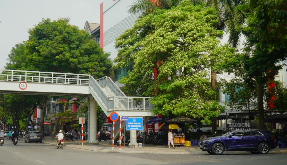 Những chùm hoa sữa nở rộ, phủ trắng một khoảng trời. Tuy nhiên, mùi hương nồng đậm của loài hoa này khiến không ít người khó chịu.