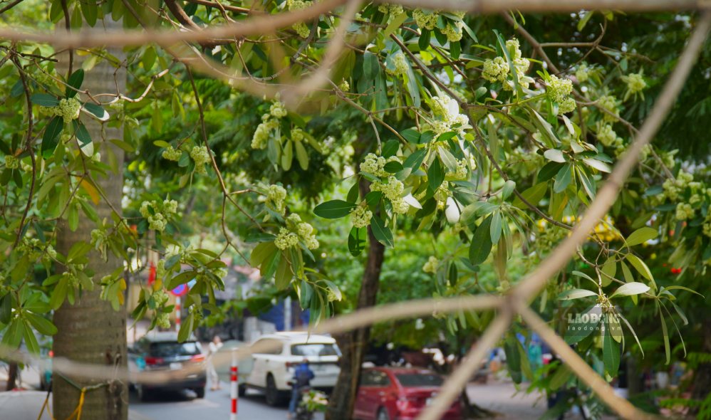 Hương thơm nồng nàn, khó nhầm lẫn với các loài hoa khác có thể trở nên đậm và gay gắt hơn khi hoa vào mùa nở rộ, đặc biệt tại những tuyến phố trồng hoa sữa với mật độ dày, các hàng cây nối tiếp nhau.