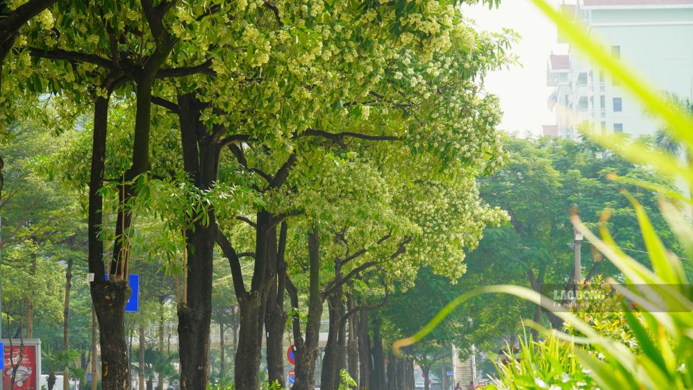 Hàng cây hoa sữa trải dài trên cung đường Đào Tấn, phường Giảng Võ.