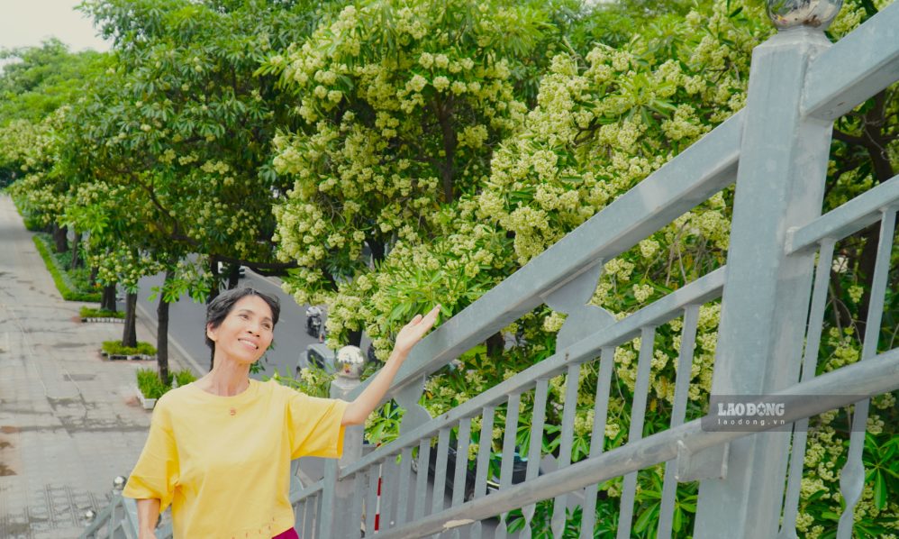 Là một người có niềm yêu thích với hoa sữa, cô Hoàng (phường Giảng Võ, Hà Nội) bày tỏ sự hào hứng khi được ngắm từng hàng cây bung nở: “Bản tôi là một người dành tình cảm rất nhiều cho loài hoa này. Hoa sữa là một loài hoa rất đẹp, là nét đặc sắc lâu đời của mùa thu Hà Nội”.