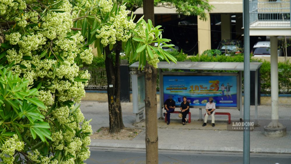 Hoa sữa từ lâu đã trở thành một phần ký ức của người Hà Nội, đi vào thơ ca, âm nhạc và gắn với những mùa thu Thủ đô. Qua bao mùa hoa nở, hương hoa ấy vẫn gợi nhắc về một Thủ đô thân thuộc, náo nức lại trong lòng người.