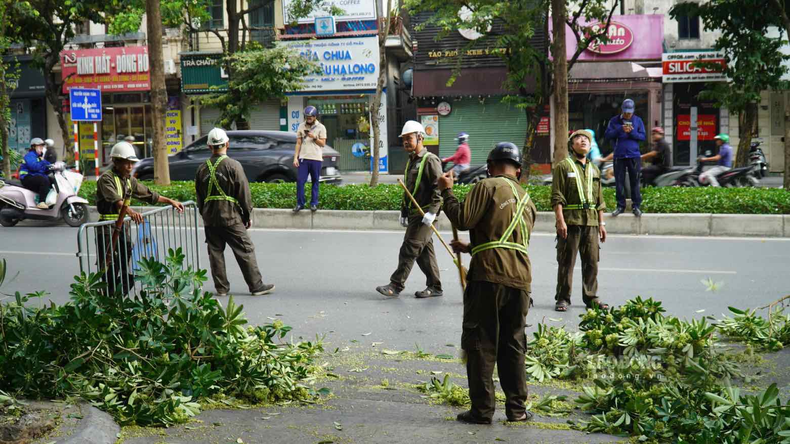 Công nhân thực hiện cắt tỉa hoa sữa trên phố Đào Tấn. Ảnh: Minh Vũ