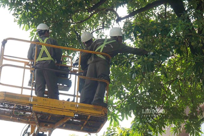 Hà Nội bắt đầu cắt tỉa cây hoa sữa