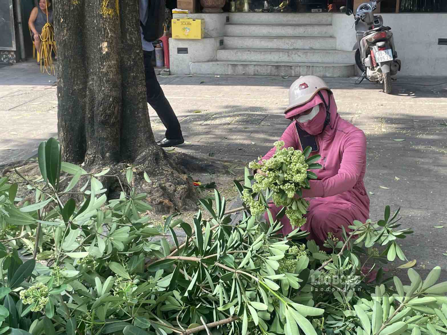 Một số người dân yêu thích hoa sữa đã tranh thủ lấy hoa sữa về cắm tại nhà. Ảnh: Minh Vũ
