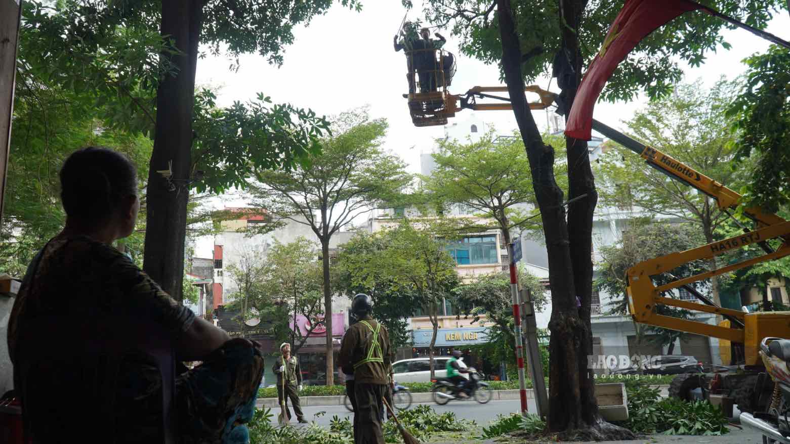 Tại phố Đào Tấn, từ 9h sáng, công nhân bắt đầu thực hiện cắt tỉa hoa sữa. Ảnh: Minh Vũ