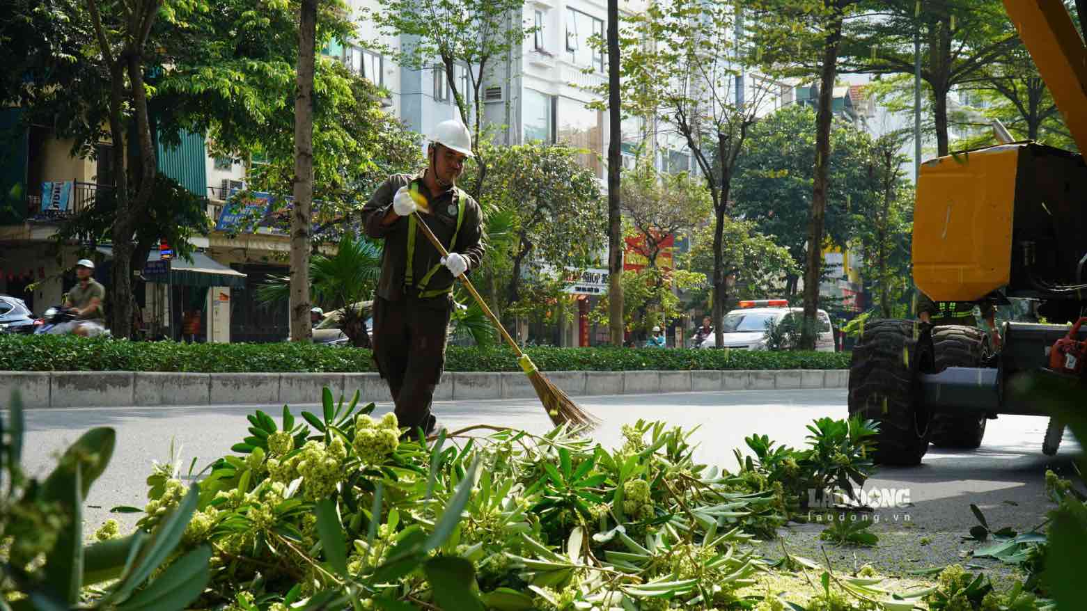 Dự kiến từ ngày 16 - 20.10, các đơn vị chuyên môn sẽ cắt tỉa 992 cây hoa sữa tại 13 tuyến đường, phố. Ảnh: Minh Vũ