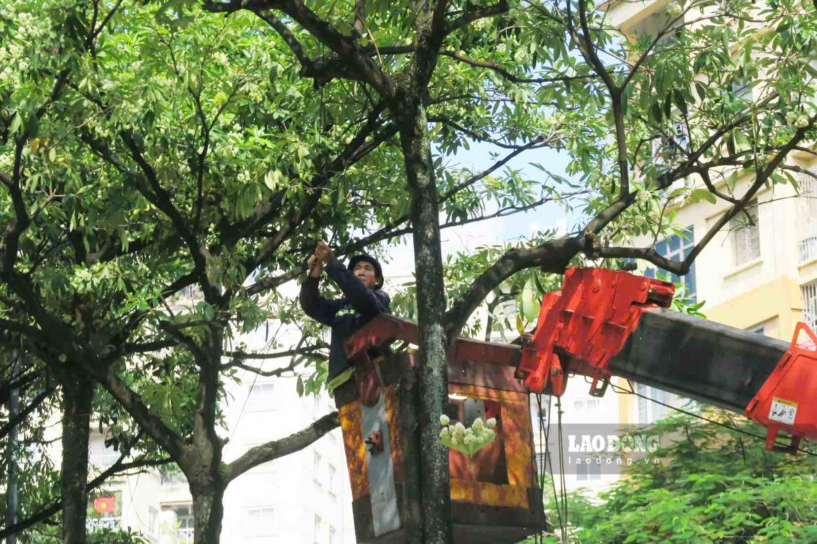 Tại phố Trung Hòa, Công ty TNHH MTV Cây xanh Hà Nội dự kiến cắt tỉa 139 cây hoa sữa. Xe nâng chuyên dụng đưa nhân công lên cao cắt tỉa những chùm hoa ở nơi mật độ dày. Ảnh: Diệu Linh