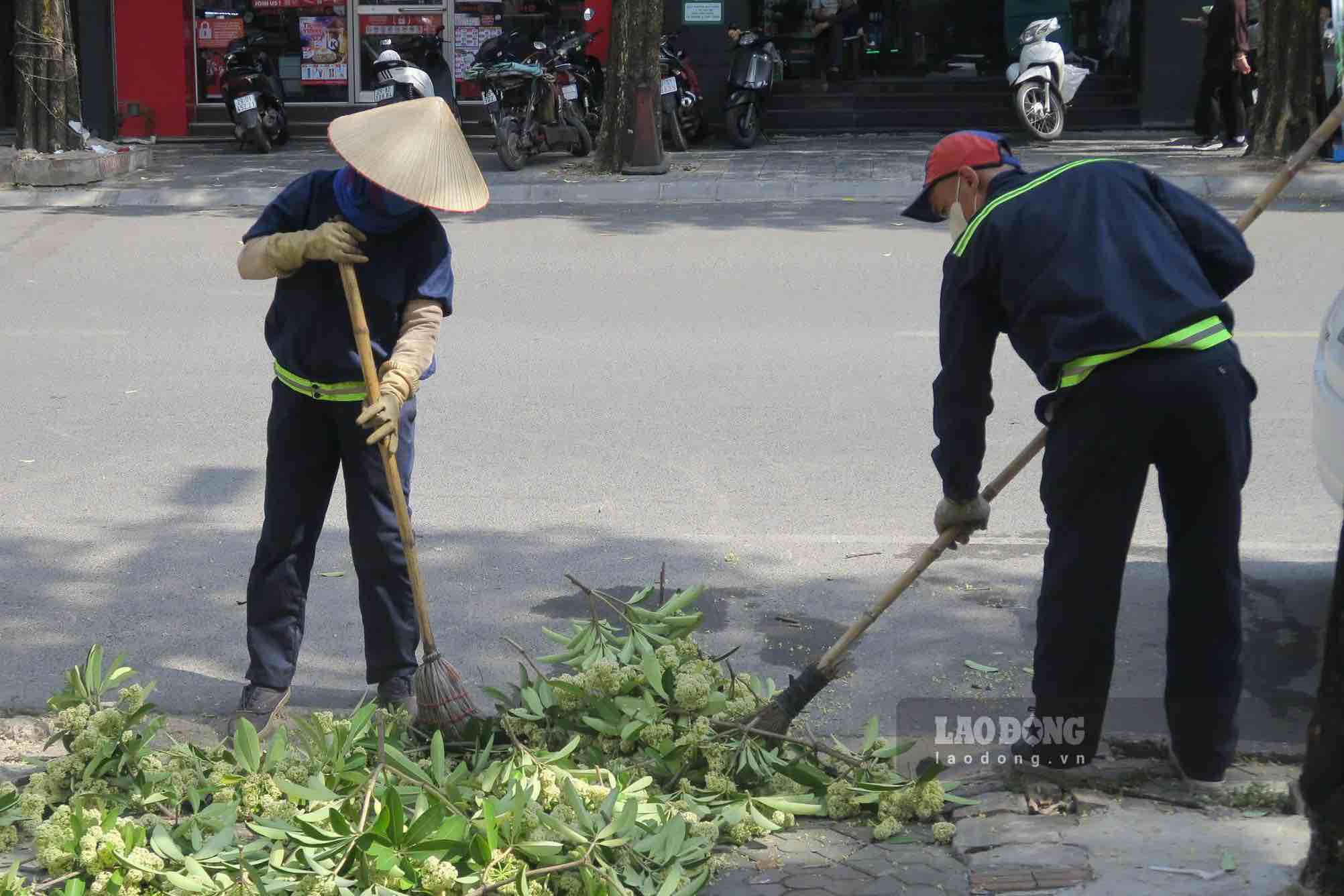 Hoa sữa sau khi bị cắt tỉa sẽ được dọn dẹp sạch sẽ. Ảnh: Diệu Linh