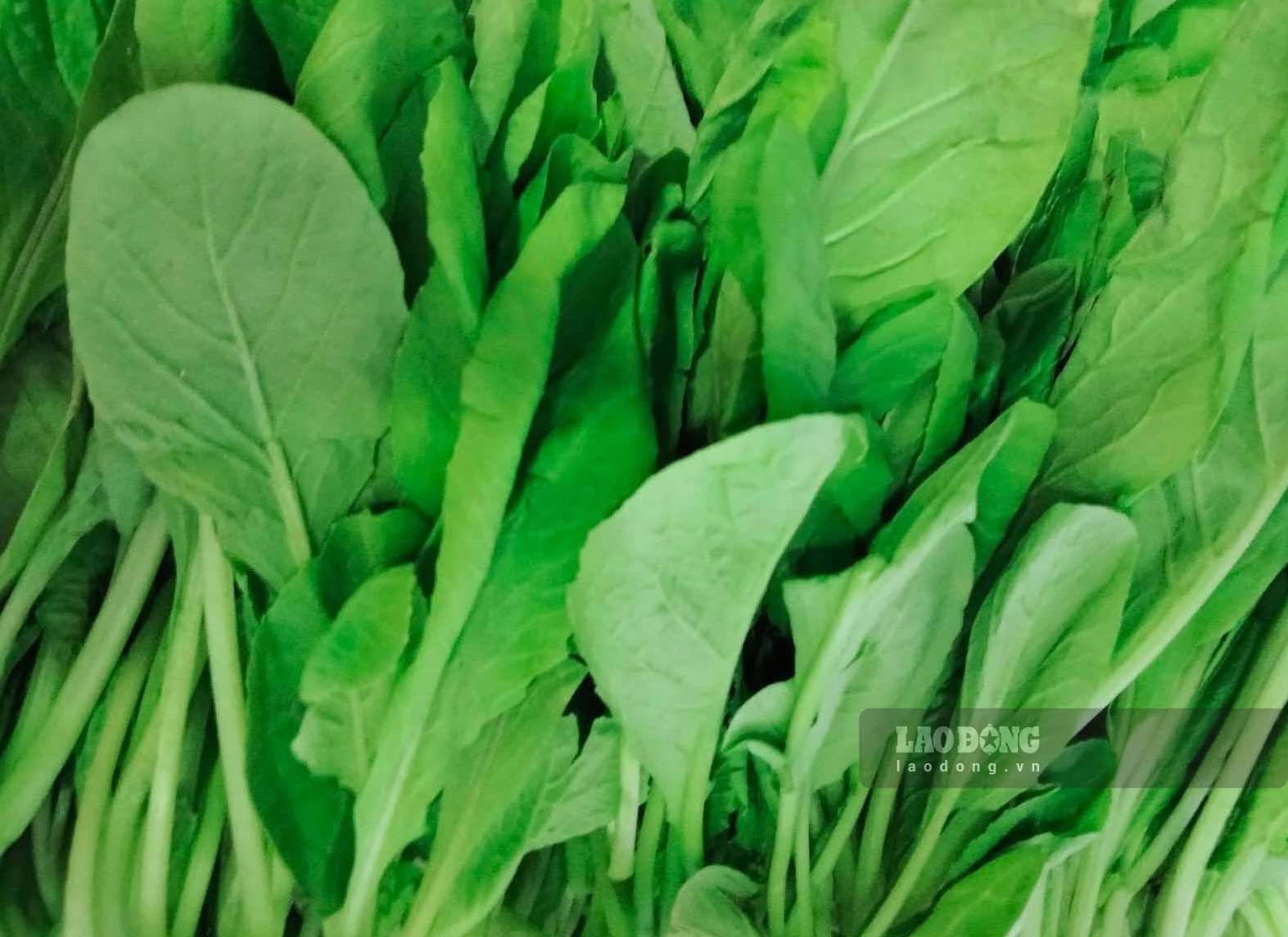 Reasons why sunflower seeds support muscles and are good for ...